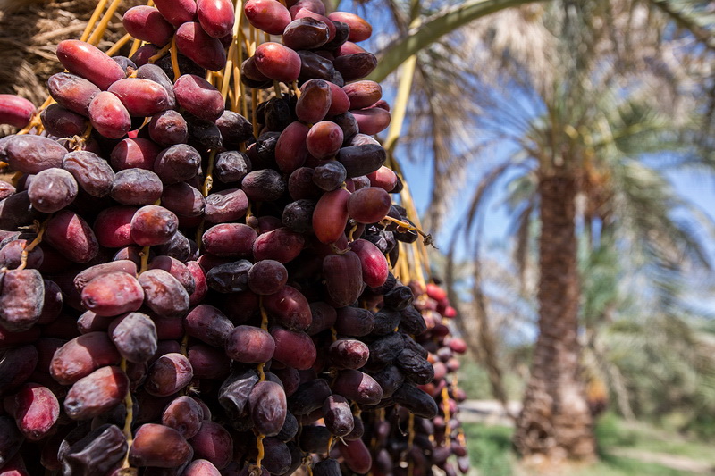 میزان صادرات خرما در فارس به ۶۱۲۵۸ تن رسید