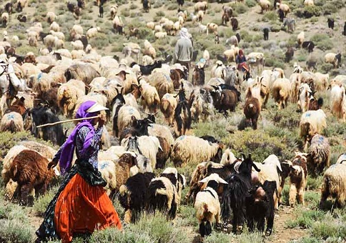اختصاص ۱۰۰ میلیارد ریال برای آب‌رسانی به عشایر گچساران