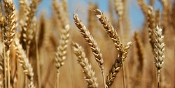 ۲۵ هزار تن بذر گواهی شده در کردستان آماده توزیع است