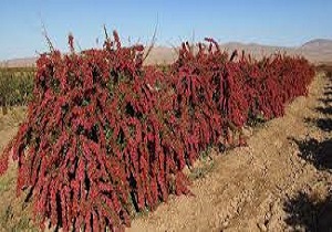 خسارت ۸۳ میلیارد ریالی سرمازدگی به باغات زرشک