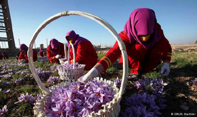 شرایط بازار دستمزد کارگران زعفران را تعیین می کند