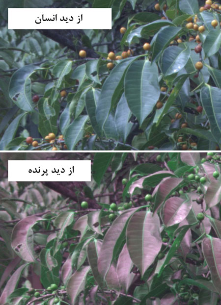 پرنده&zwnj;ها دنیا را چگونه می&zwnj;بینند؟