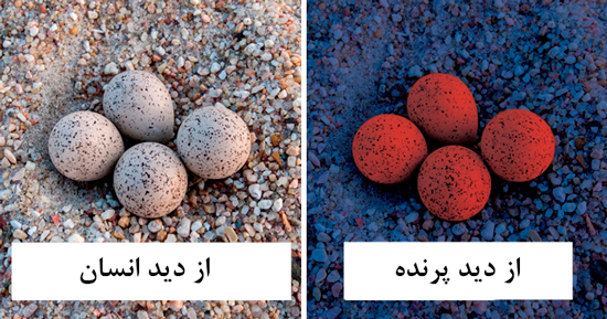 پرنده&zwnj;ها دنیا را چگونه می&zwnj;بینند؟