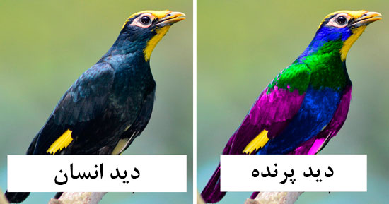 پرنده&zwnj;ها دنیا را چگونه می&zwnj;بینند؟