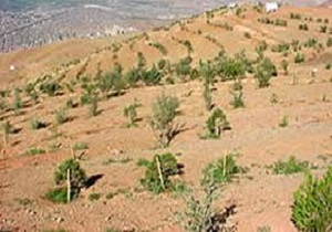 رفع تصرف ۲۹ هکتار از اراضی تاکستان