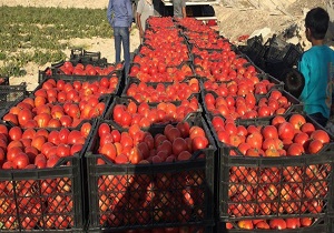 خرید بیش از ۳ هزار تن گوجه از کشاورزان استان قزوین