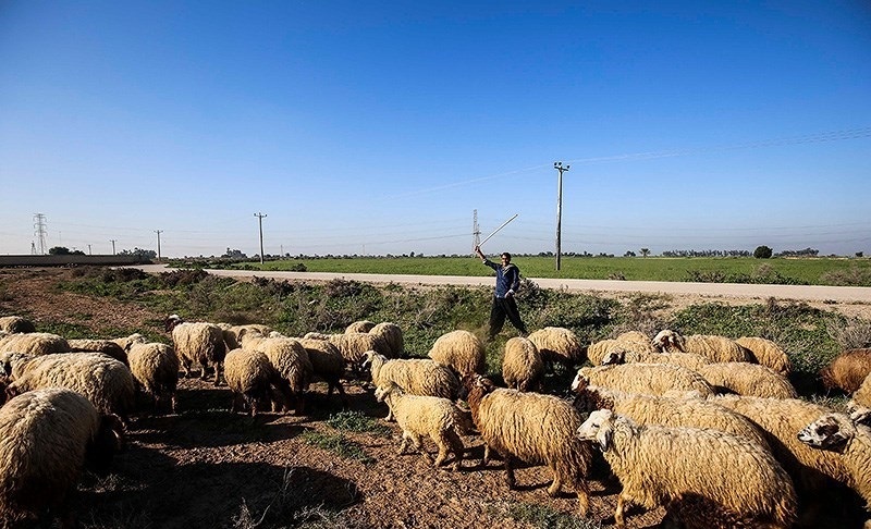 علت مرگ گوسفندان در مرودشت مشخص شد