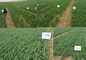 اجرای طرح انتخاب مشارکتی گندم
