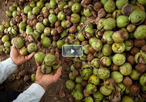 بسته جذاب گزارش هایی تصویری از ۸ استان کشور با موضوعات گوناگون +فیلم