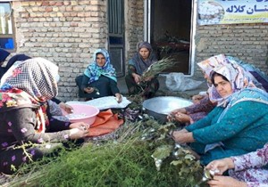 نخستین برداشت پاییزه پیله‌تر در گلستان