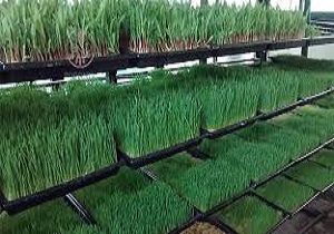 کارگاه های کوچک تولیدی نیازمند حمایت