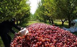محبی/ فرصت طلایی صادرات پیش روی محصولات باغی/ تولید سیب درختی به ۴ و نیم میلیون تن رسید