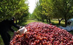 رشد ۷۹ درصدی اعزام زائران اربعین از فرودگاه امام (ره)/