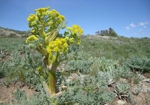 ۶۸۰ هکتار عرصه مرتعی سمنان با کشت گیاهان دارویی احیا می‌شود