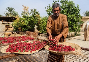 آغاز برداشت چای قرمز در شهرستان کارون