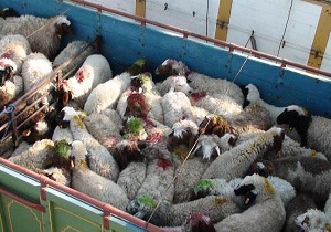 توقیف۱۳۰ محموله غیرمجاز حمل دام در استان سمنان