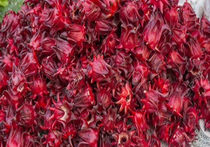 آغاز برداشت چای ترش در نی ریز