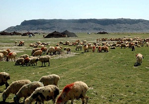 اجرای قانون بیمه اجباری دام در چهارمحال و بختیاری