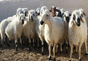محکومیت ۸۶ میلیون تومانی قاچاقچی دام در نهبندان