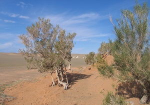 کشت ۱۷ هزار هکتار تاغ زار به عنوان جنگل‌های دست کاشت