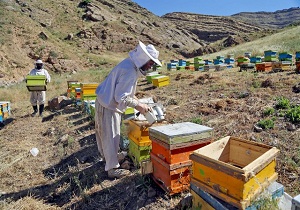 پیش بینی تولید ۳۰۰ تن عسل در استان سمنان