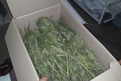 کشف بیش از ۲ کیلو گراس در زنجان