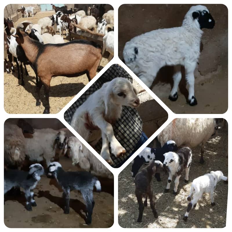 موفقیت طرح ژنتیکی گوسفند در نی ریز