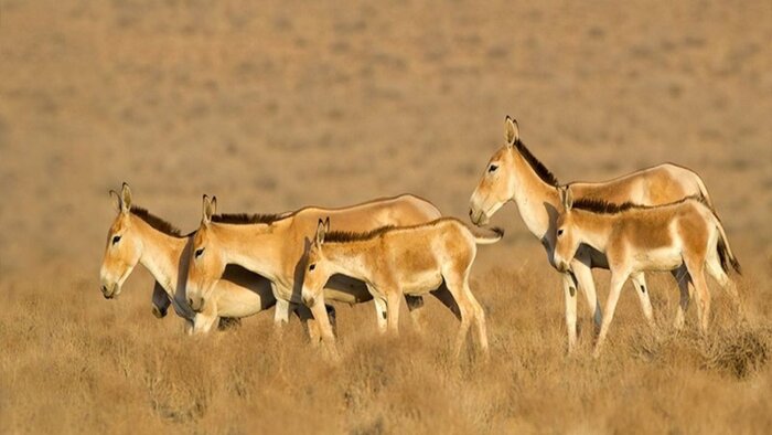 راهنمای سفر به کویر خارتوران؛ سفر به آفریقای ایران