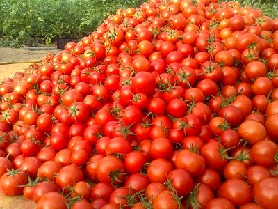 خرید ۱۱۰ هزارتن گوجه فرنگی به منظور حمایت از کشاورزان