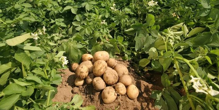 سیب زمینی به اندازه کربوهیدراتهای صنعتی برای ورزشکاران مفید است//گلی سیب زمینی به اندازه کربوهیدراتهای صنعتی برای ورزشکاران مفید است//گلی