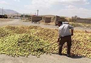 جولان دلالان بازار خرید سیب صنعتی / سکوت مسئولان جهاد کشاورزی چه معنایی دارد؟