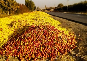 جولان دلالان این بار در بازار خرید سیب زیر درختی/ درآمد میلیاردی دلالان از بازار سیب صنعتی
