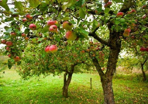 دولت برنامه‌های مختلفی برای حمایت از باغداران سیب در کهگیلویه و بویراحمد دارد