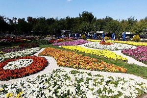 داوودی‌ها به سطح شهر می‌آیند