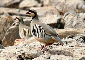 آغاز صدور پروانه شکار پرندگان در استان قزوین/صدور پروانه صرفا برای متقاضیان بومی است