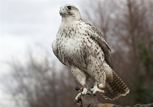 پرندگان شکاری همچنان قربانی طمع صیادان