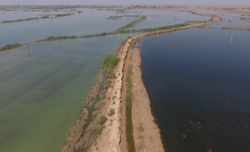 پرورش گل رز در گلخانه توسط زوج خوزستانی + فیلم