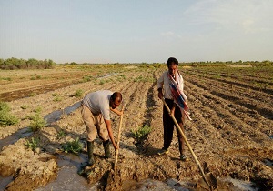 اختصاص ۴۰۰ میلیارد ریال اعتبار برای امهال تسهیلات کشاورزی