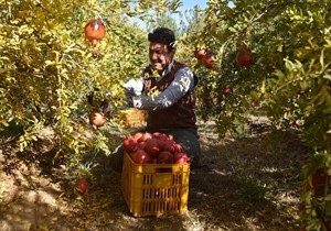 انار گلستان به بازار آمد