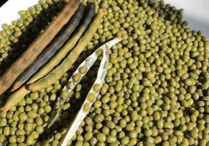 برداشت ماش در گالیکش