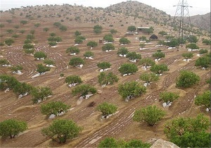 ۹۵ درصد از اراضی ملی و مراتع آذربایجان غربی سنددار شده اند