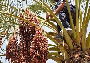 نخلکاران بمپور نیاز به سردخانه و بسته‌بندی خرما دارند