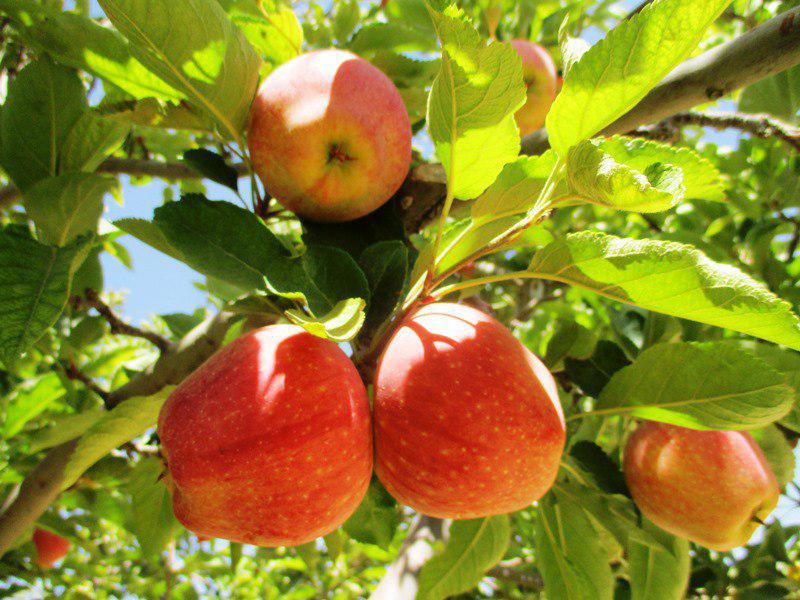 نمایی از باغ‌های سیب در سمیرم + تصاویر