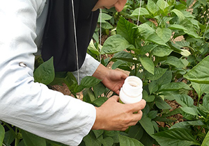 نخستین گلخانه بیولوژیک فارس در مرودشت ایجاد شد