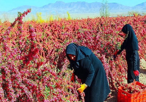 ثروتی که به تاراج می رود / مسئولان یاقوت سرخ کویر&zwnj; را دریابند