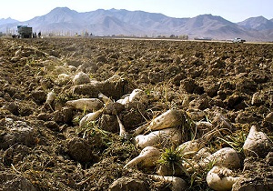 برداشت چغندرقند از اراضی کشاورزی چهارمحال و بختیاری