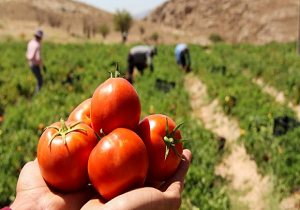 بخشی از طلب گوجه کاران از امروز واریز می‌شود