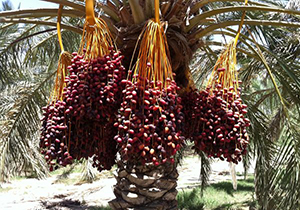 رونمایی از سامانه تجارت بین‌المللی خرما در شیراز