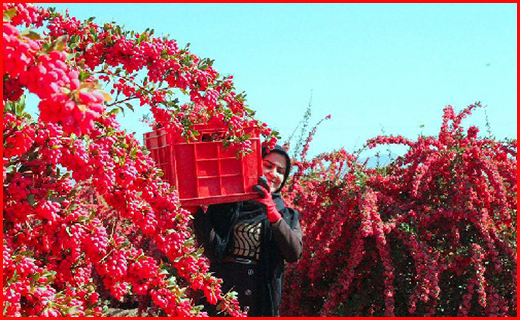 پشت پرده عطر رشا چیست/مرگ هزاران قطعه ماهی در رودخانه قرهسو/ پنجشنبهها تعطیل است؟ /دستگیری مزاحم تلفنی پلیس ۱۱۰ با ۲۰۰ تماس تلفنی پشت پرده عطر رشا چیست/مرگ هزاران قطعه ماهی در رودخانه قرهسو/ پنجشنبهها تعطیل است؟ /دستگیری مزاحم تلفنی پلیس ۱۱۰ با ۲۰۰ تماس تلفنی