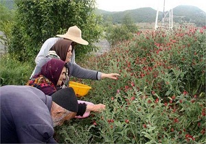 ۷ هزار و ۵۰۰ هکتار از اراضی استان اصفهان زیر کشت گیاهان دارویی